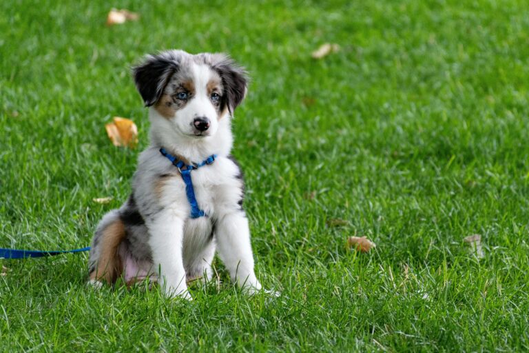 Puppy Safety: Essential Tips for a Safe Home