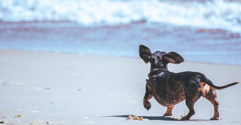 Essential Tips for Safely Taking Your Puppy to the Beach 🏖️